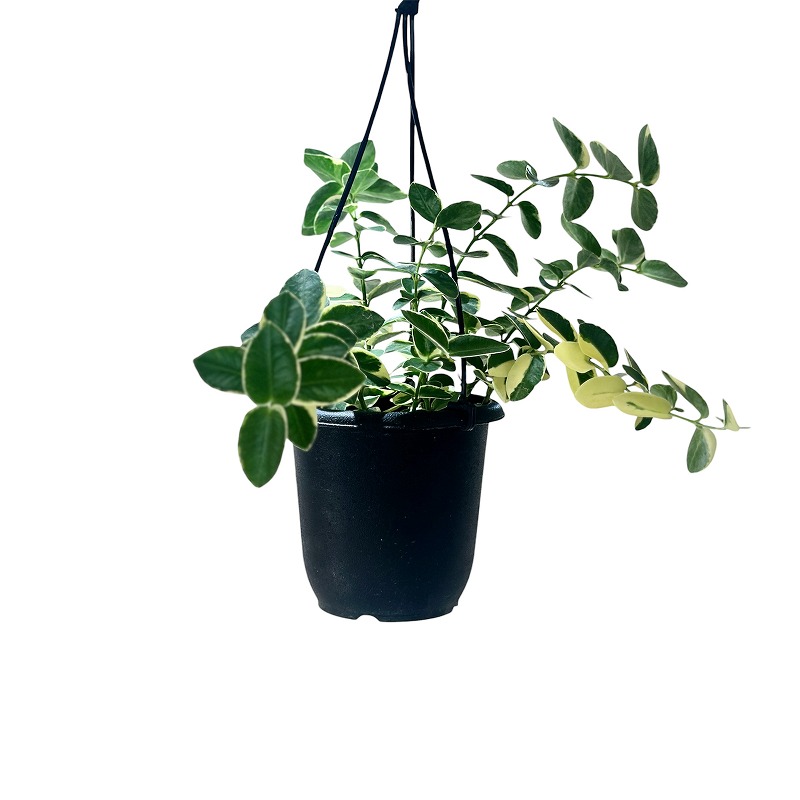 種類・用途,植物,観葉植物｜芳樹園オンラインショップ