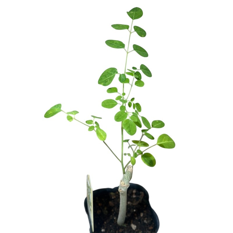 現在落葉中】モリンガ 苗木 3号ポット(個体おまかせ1鉢)｜芳樹園