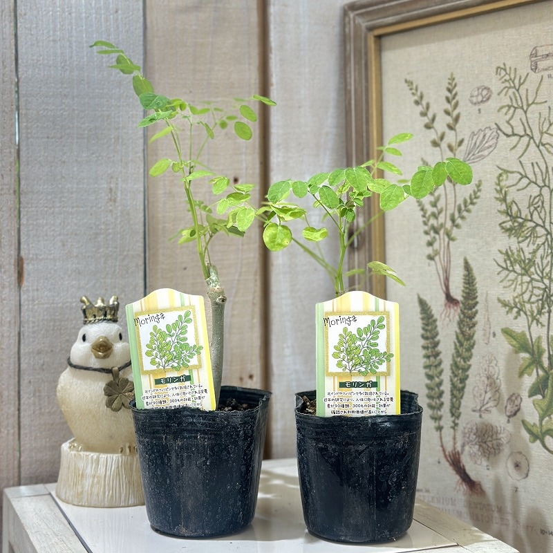 現在落葉中】モリンガ 苗木 3号ポット(個体おまかせ1鉢)｜芳樹園