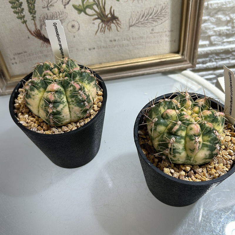 ギムノカリキウム パラグアイエンセ 斑入り(海王丸錦) 4号(個体