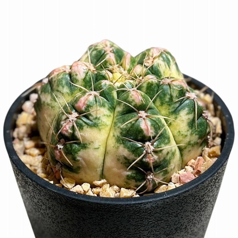 ギムノカリキウム パラグアイエンセ 斑入り(海王丸錦) 4号(個体