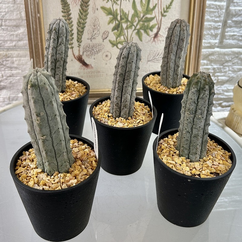 ユーフォルビア アブデルクリ 3.5号鉢(個体おまかせ1鉢)｜芳樹園