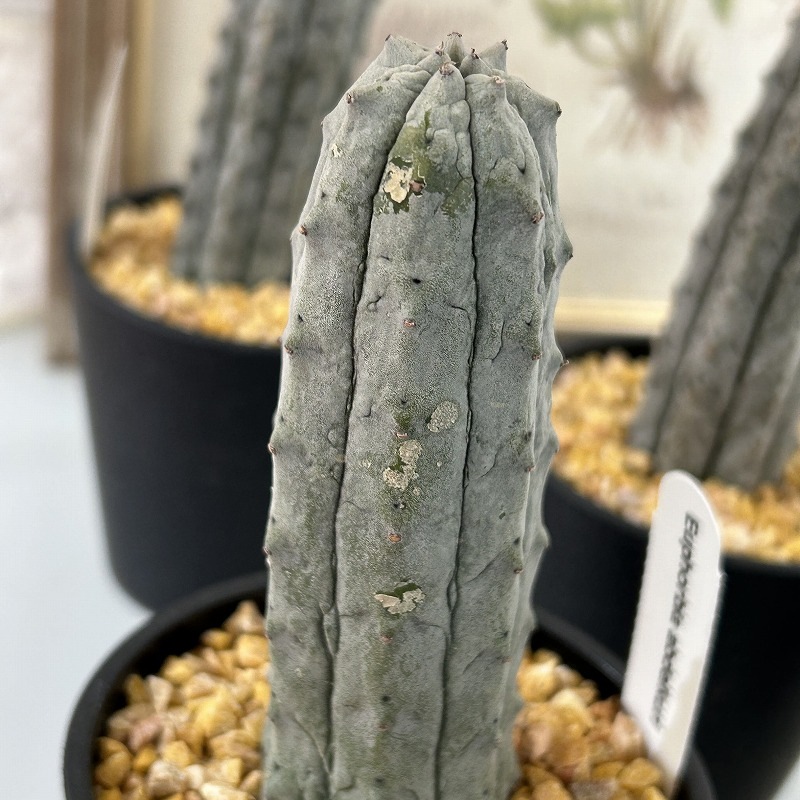 ユーフォルビア アブデルクリ 3.5号鉢(個体おまかせ1鉢)｜芳樹園