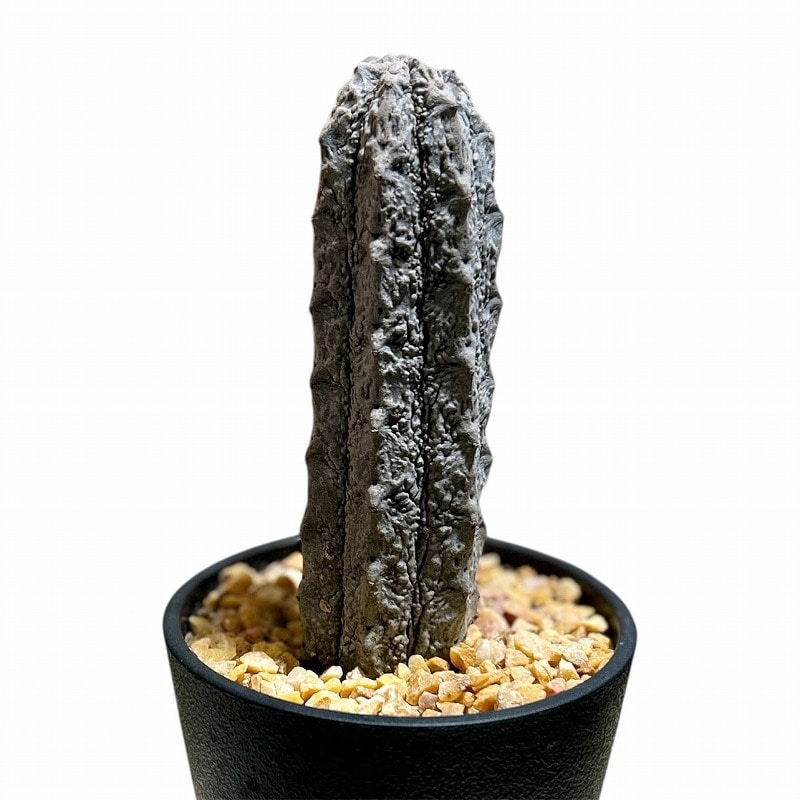 ユーフォルビア　アブデルクリ　8苗 ユーフォルビア アブデルクリ 8苗 ユーフォルビア アブデルクリ 8苗