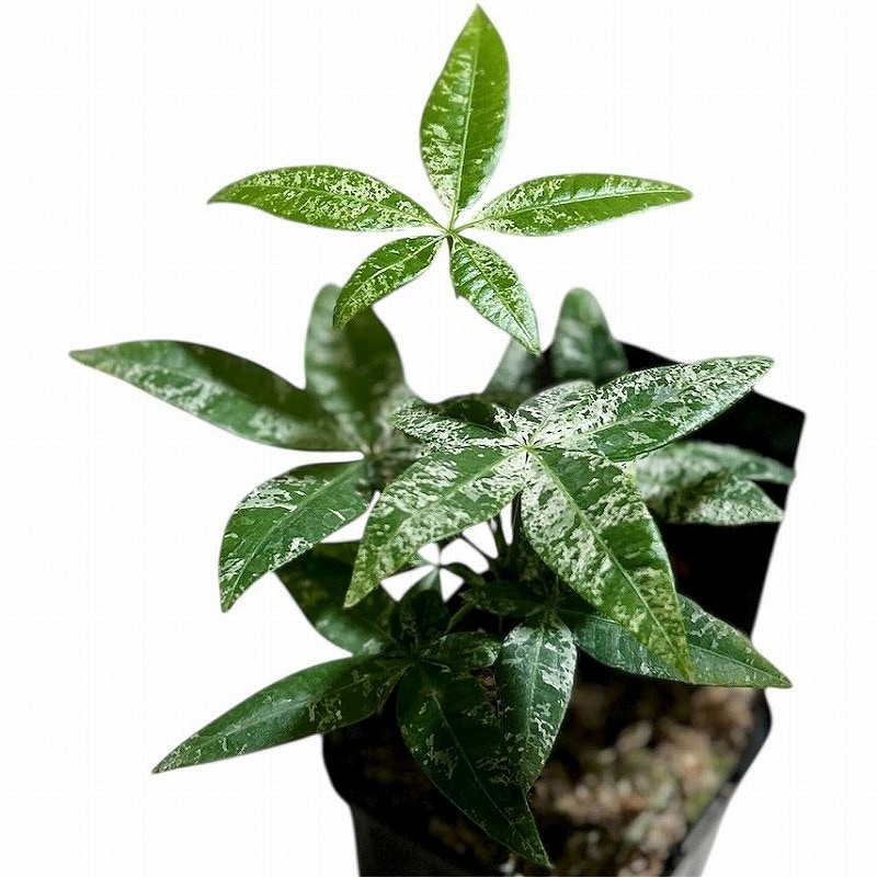 その他観葉植物 user_1242a77b その他観葉植物 user_1242a77b 観葉植物 マングーカズラ 10号 木柱 Eco