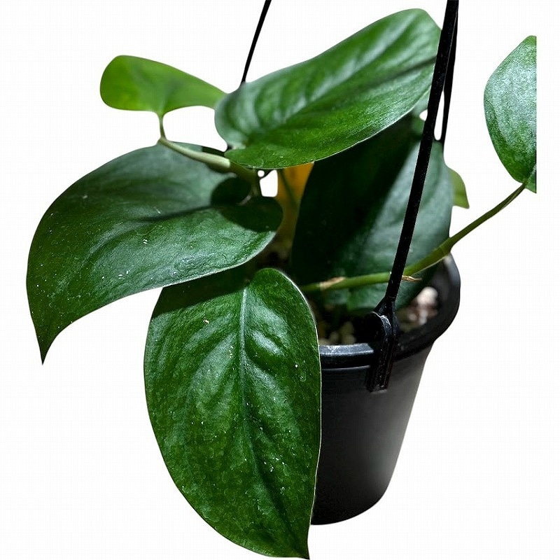 種類・用途,植物｜芳樹園オンラインショップ