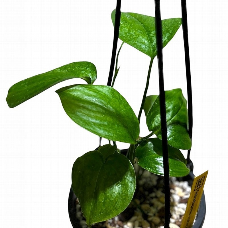 種類・用途,植物｜芳樹園オンラインショップ