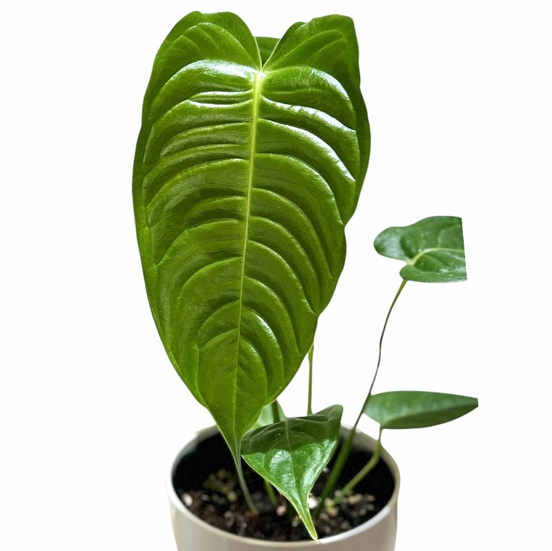 種類・用途,植物,観葉植物｜芳樹園オンラインショップ