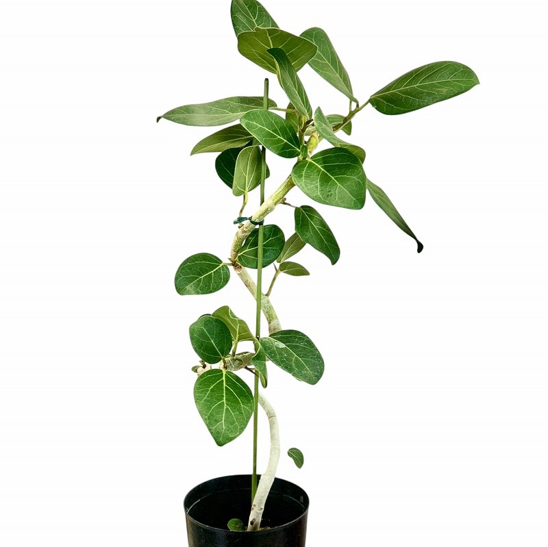 種類・用途,植物,観葉植物｜芳樹園オンラインショップ