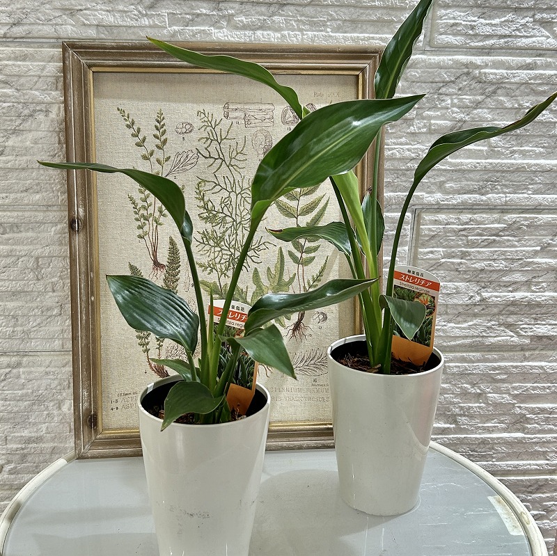 ストレリチア レギネ 4号ロング鉢(個体おまかせ1鉢)｜芳樹園オンライン