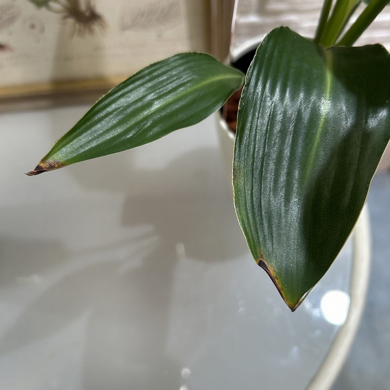 ストレリチア レギネ 4号ロング鉢(個体おまかせ1鉢)｜芳樹園オンライン