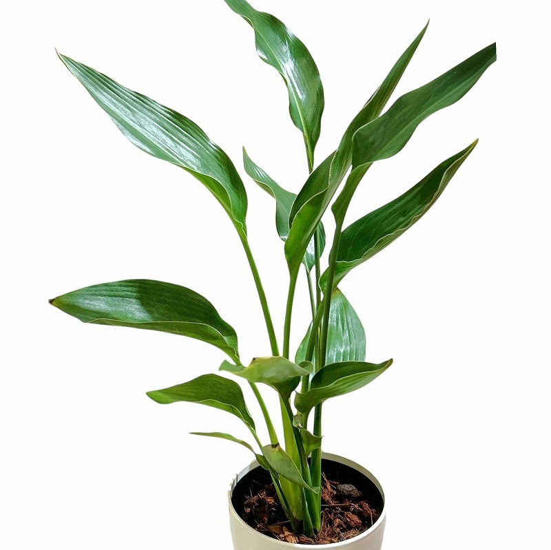 ストレリチア レギネ 4号ロング鉢(個体おまかせ1鉢)｜芳樹園オンライン
