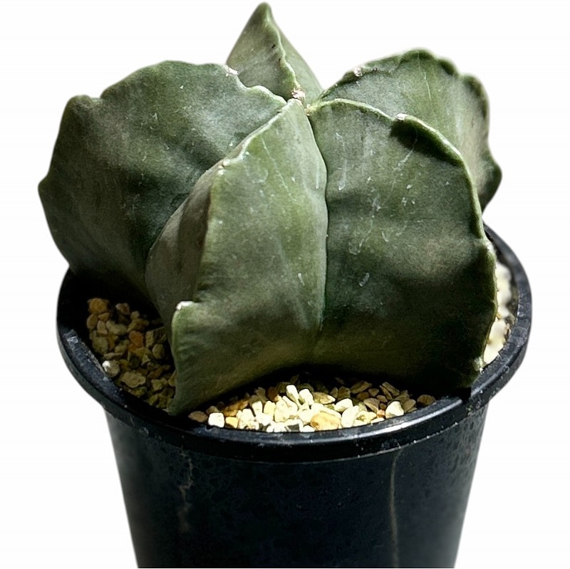 種類・用途,植物｜芳樹園オンラインショップ