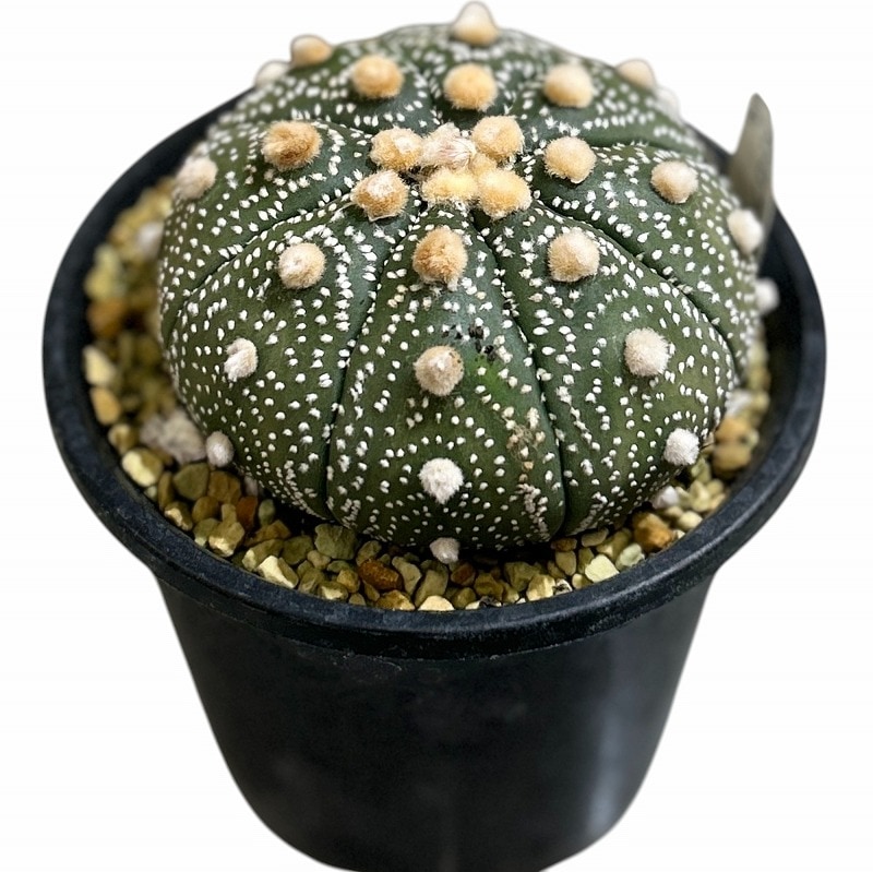 種類・用途,植物,多肉植物・サボテン｜芳樹園オンラインショップ