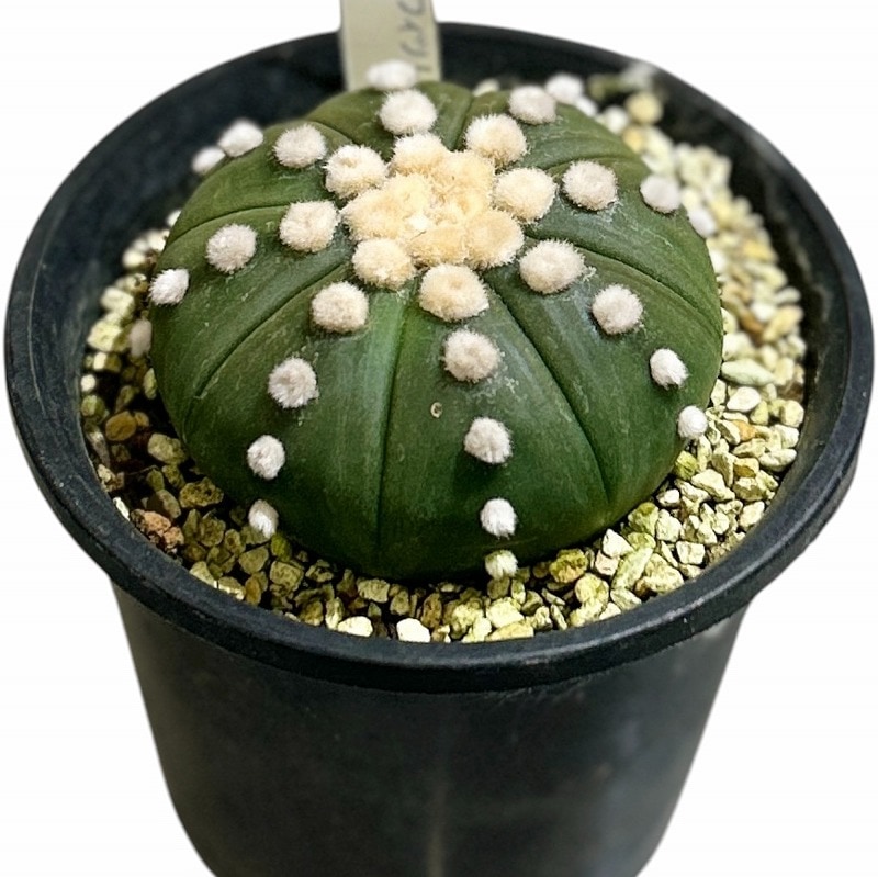 種類・用途,植物｜芳樹園オンラインショップ