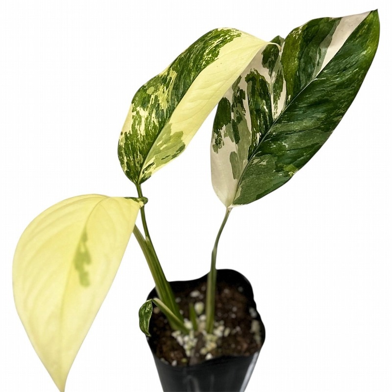 種類・用途,植物,観葉植物｜芳樹園オンラインショップ