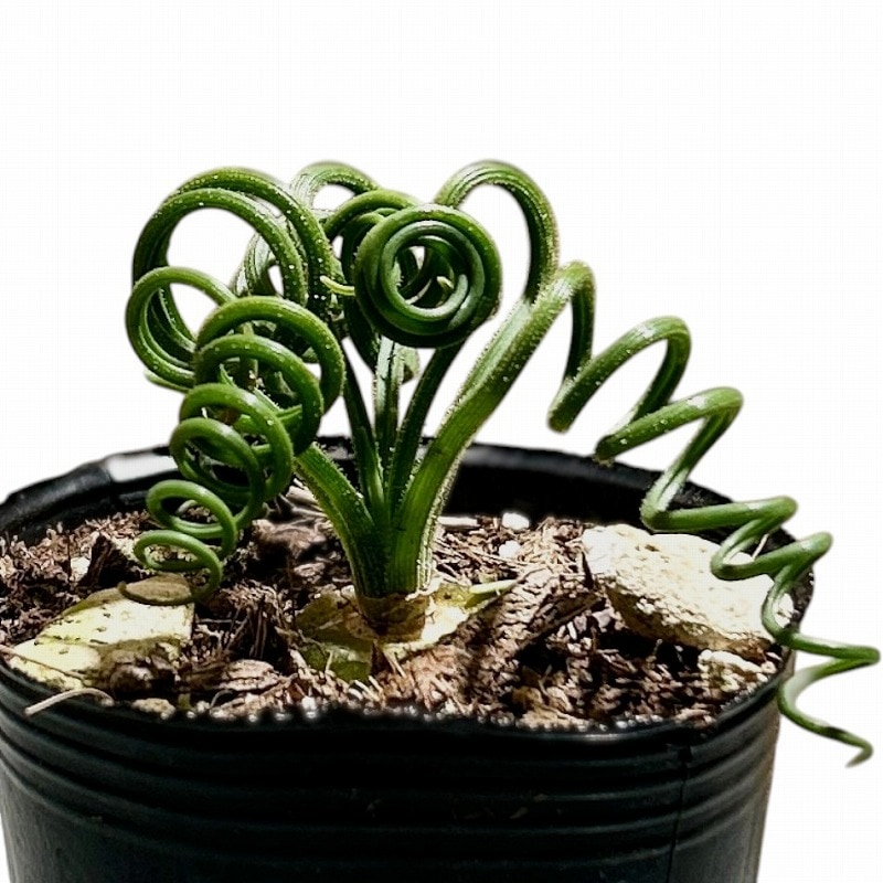 Top【選抜株】多肉植物　4934 トスカーナ18個　鉢無し/脱土 Top【選抜株】多肉植物 4934 トスカーナ18個 鉢無し/脱土 NEW RELEASE