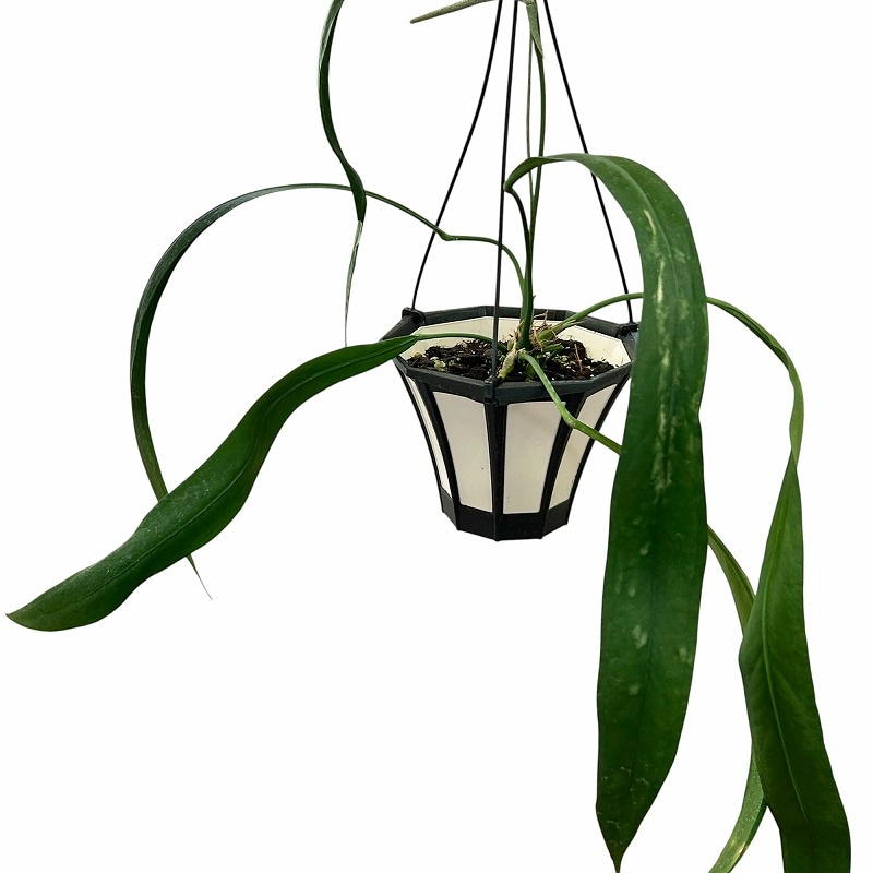 種類・用途,植物,観葉植物｜芳樹園オンラインショップ