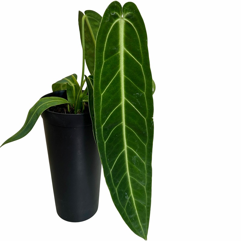 葉傷みあり】アンスリウム ワロクアナム(ワロックエアヌム) 4号硬質超