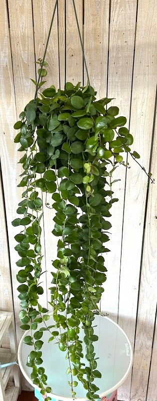 訳あり】【ロングタイプ】エスキナンサス タイピンク 5号吊り鉢(個体