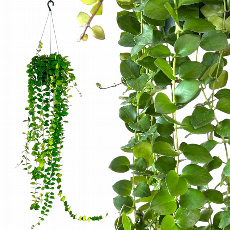 訳あり】【ロングタイプ】エスキナンサス タイピンク 5号吊り鉢(個体