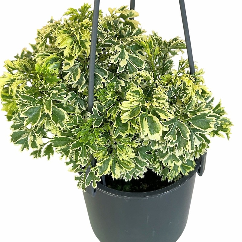 種類・用途,植物,観葉植物｜芳樹園オンラインショップ