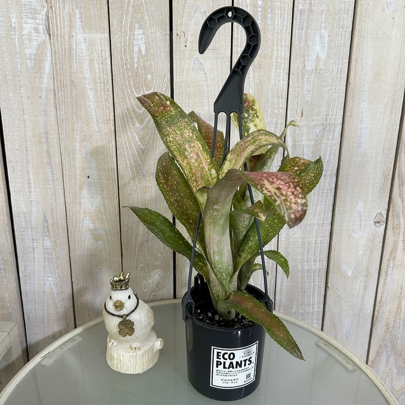 ビルベルギア シャビーチック 4吊り鉢(底穴なし) ECO PLANTS(個体
