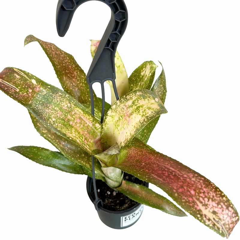 ビルベルギア シャビーチック 4吊り鉢(底穴なし) ECO PLANTS(個体