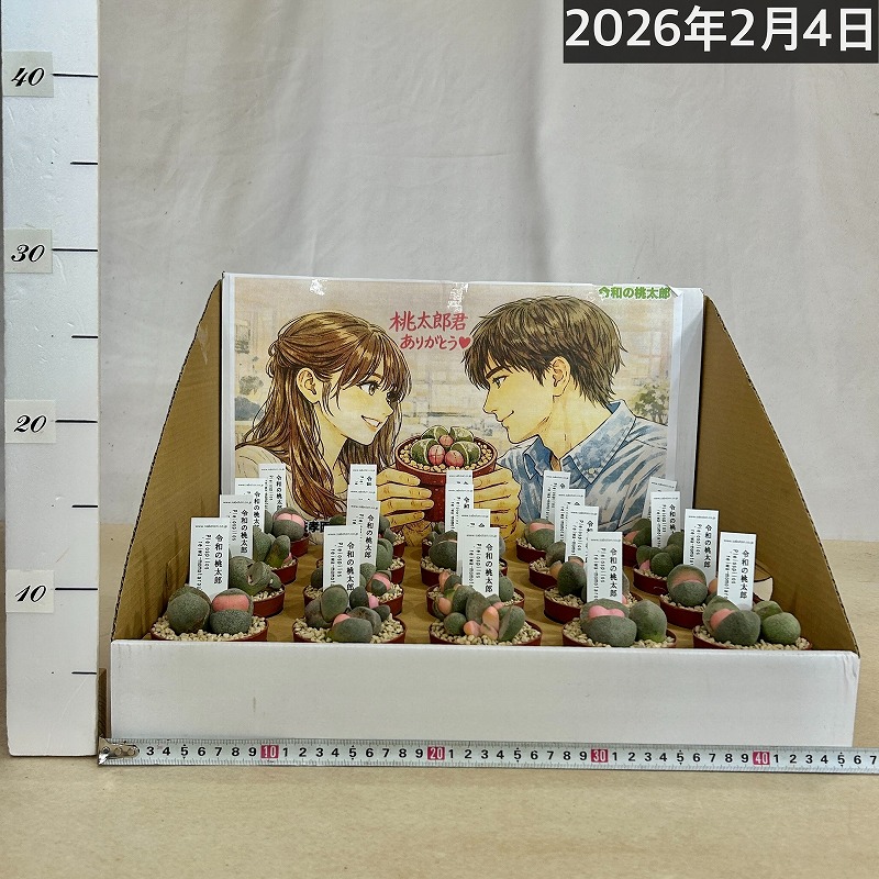 傷み有り]メセン プレイオスピロス 令和の桃太郎 2.5号(個体おまかせ1