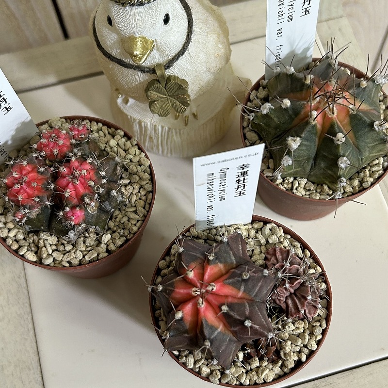 サボテン ギムノカリキウム ミハノビッチ フリードリッヒ(幸運牡丹玉