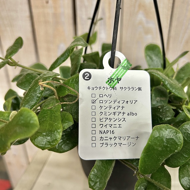 ホヤ ロツンディフォリア 4号吊り鉢(黒鉢)(個体おまかせ1鉢)｜芳樹園
