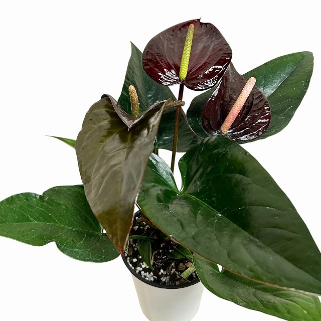 アンスリウム ブラックプリンス 4号鉢(個体おまかせ1鉢)｜芳樹園