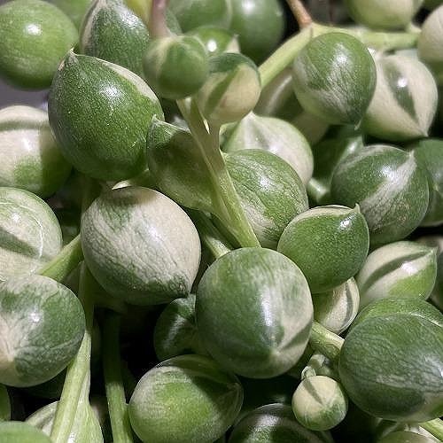 種類・用途,植物,多肉植物・サボテン｜芳樹園オンラインショップ