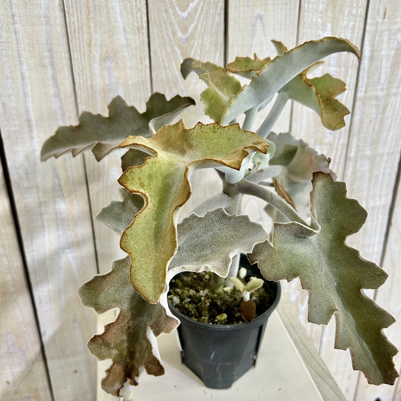 観葉植物 カランコエ ベハレンシス 80cm カランコエ ベハレンシス 波型タイプ 4号スリット鉢(個体おまかせ1鉢