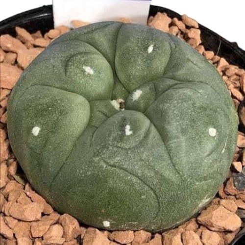 ロフォフォラ(ロホホラ) 烏羽玉 2.5号(個体おまかせ1鉢)｜芳樹園