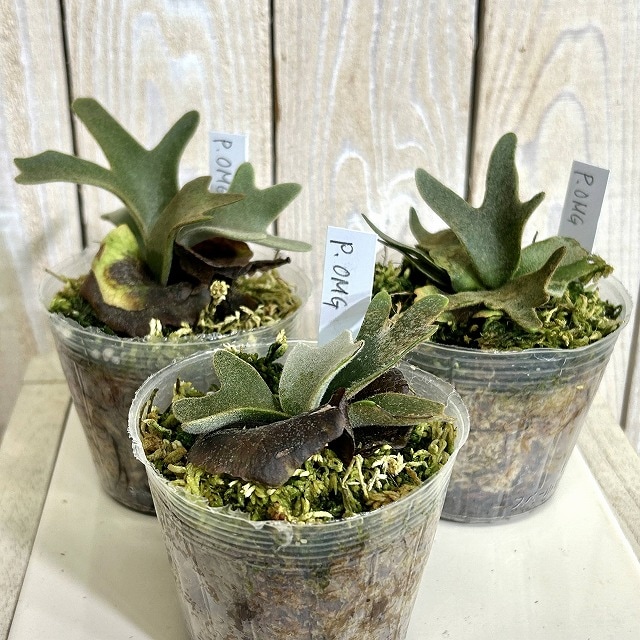 コウモリラン(ビカクシダ) ウィリンキー OMG 苗 3号透明ポット(個体