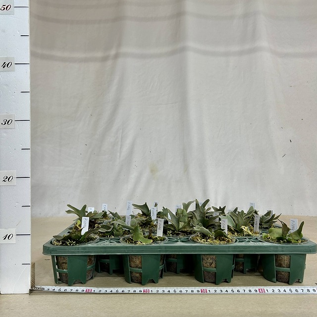 コウモリラン(ビカクシダ) ウィリンキー OMG 苗 3号透明ポット(個体