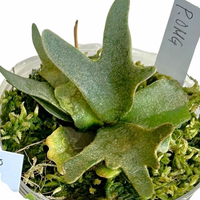 コウモリラン(ビカクシダ) ウィリンキー OMG 苗 3号透明ポット(個体