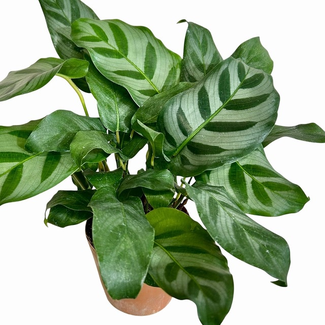 種類・用途,植物,観葉植物｜芳樹園オンラインショップ