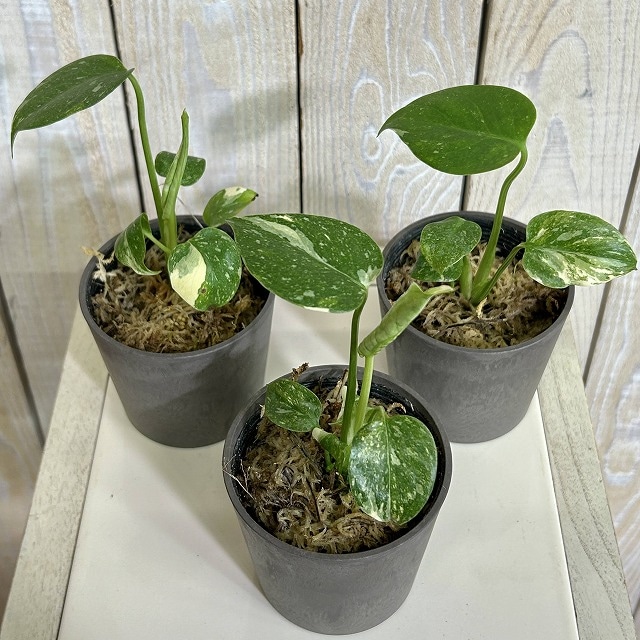 モンステラ・タイコンステレーション・コンパクタ 3.5号① 観葉植物 矮性モンステラ タイコンステレーション コンパクタ 3.5号