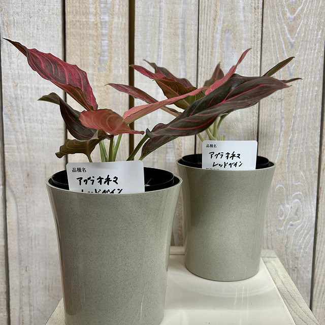 アグラオネマ レッドベイン 4号ロング鉢(個体おまかせ1鉢)｜芳樹園