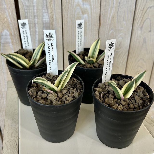 斑入りアガベ チタノタ スナグルトゥース 3号硬質ロング(個体おまかせ1