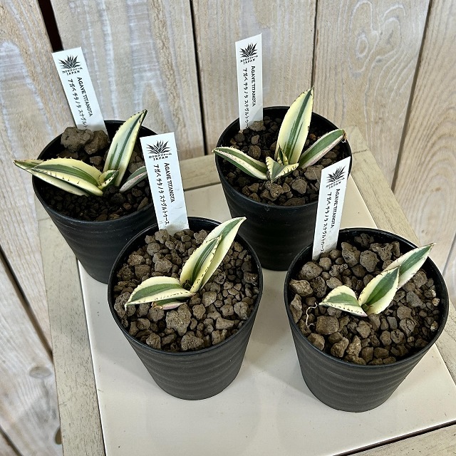 斑入りアガベ チタノタ スナグルトゥース 3号硬質ロング(個体おまかせ1