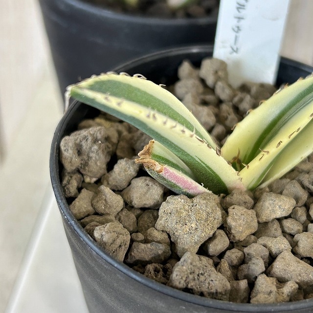 斑入りアガベ チタノタ スナグルトゥース 3号硬質ロング(個体おまかせ1