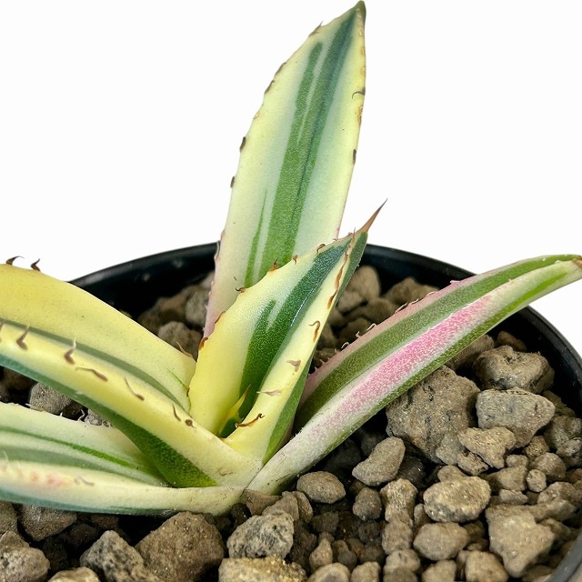 斑入りアガベ チタノタ スナグルトゥース 3号硬質ロング(個体おまかせ1