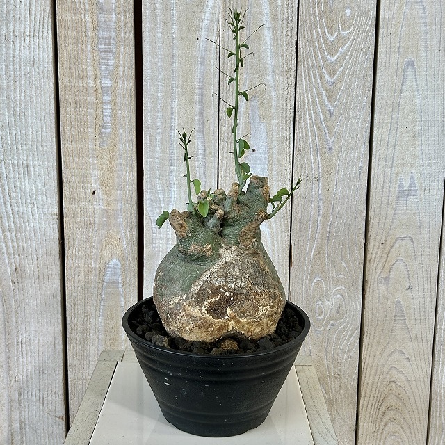 アデニア スピノーサ 6号セラアート鉢(現品)｜芳樹園オンラインショップ