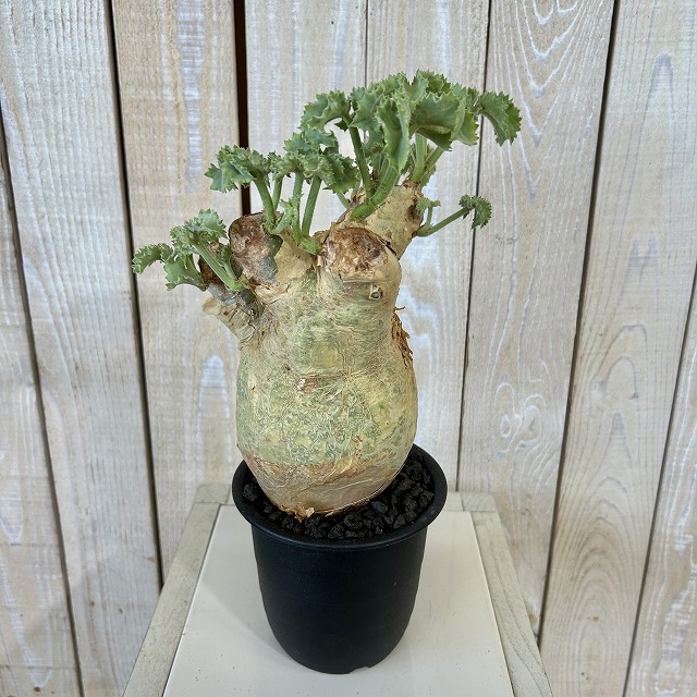 キフォステンマ マクロプス 5号鉢(現品)｜芳樹園オンラインショップ