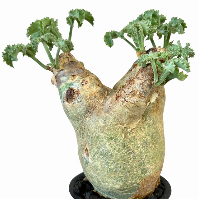 キフォステンマ マクロプス 5号鉢(現品)｜芳樹園オンラインショップ