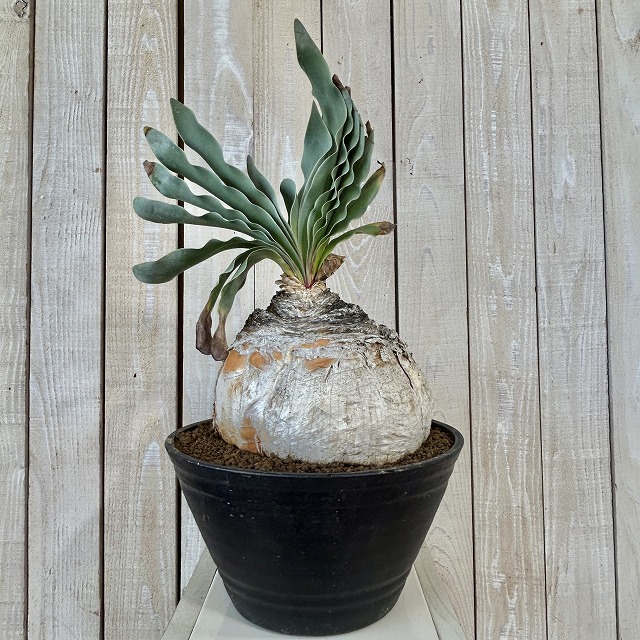 ブーファン ハエマントイデス 9号セラアート鉢(現品)｜芳樹園