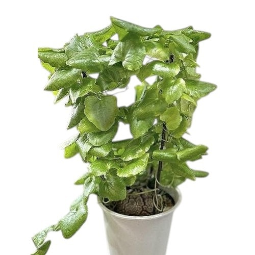 種類・用途,植物,多肉植物・サボテン｜芳樹園オンラインショップ